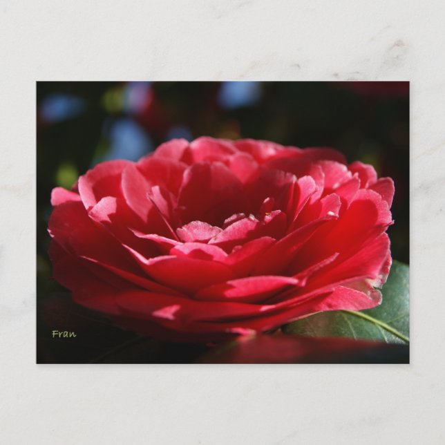 Carte Postale Lady Camellia (Devant)