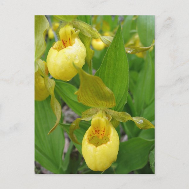 Carte Postale Lady Slipper (Devant)