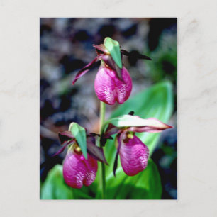 Carte Postale Lady Slipper I, Jardin Rose Vert Délice