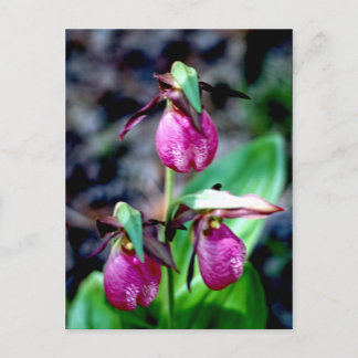 Carte Postale Lady Slipper I, Jardin Rose Vert Délice