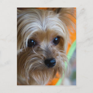 Carte Postale Lady Yorkshire Terrier Puppy