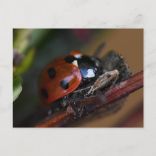 Carte Postale Ladybird