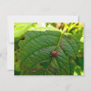 Carte Postale Ladybird