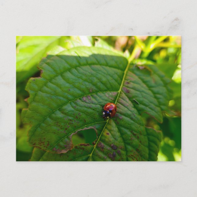 Carte Postale Ladybird (Devant)