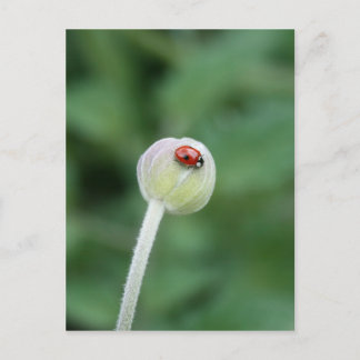 Carte postale Ladybird