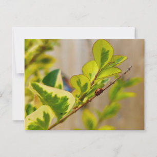 Carte Postale Ladybird