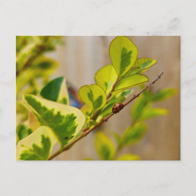 Carte Postale Ladybird (Devant)