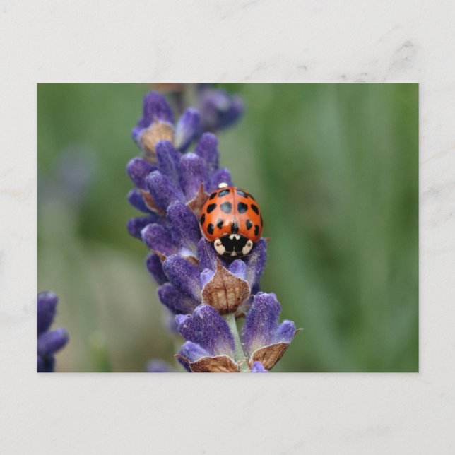 Carte Postale Ladybird aime la lavande (Devant)