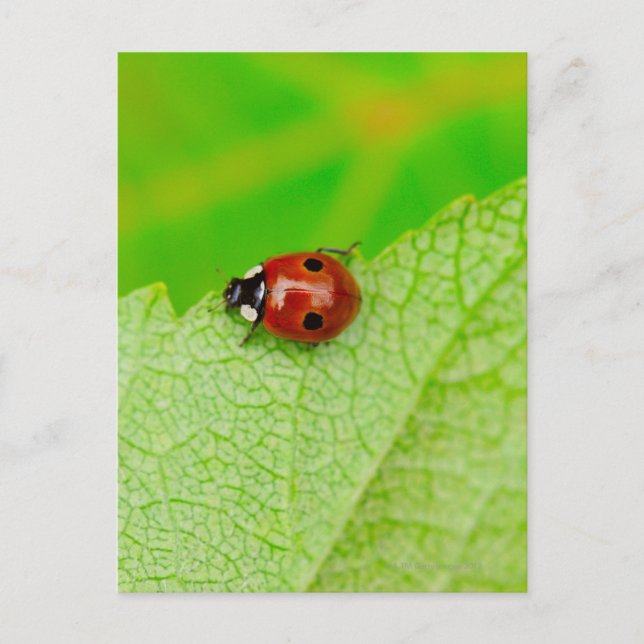 Carte Postale Ladybird marche à travers une feuille (Devant)