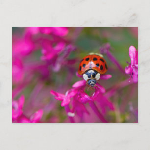 Carte Postale Ladybird rouge noire sur les fleurs roses