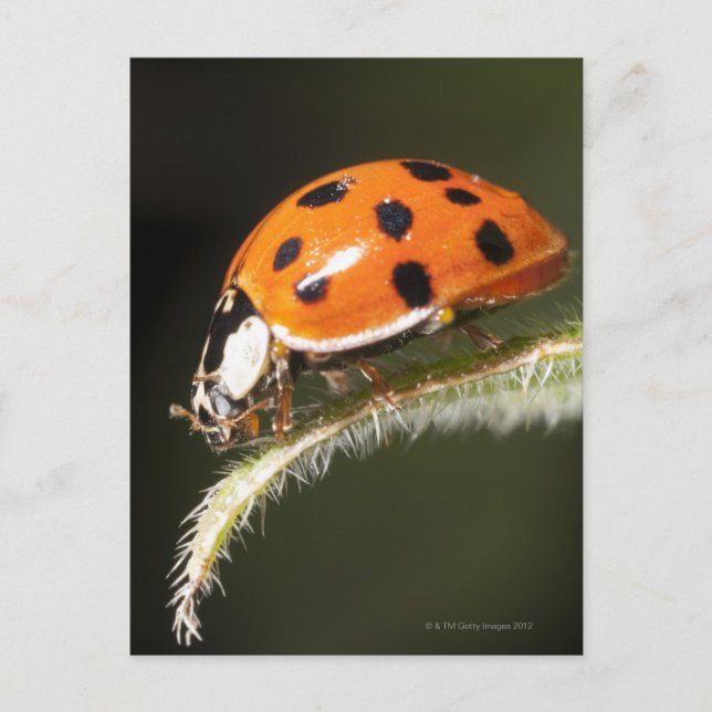 Carte Postale Ladybird sur la feuille, Ladybug sur la feuille (Devant)