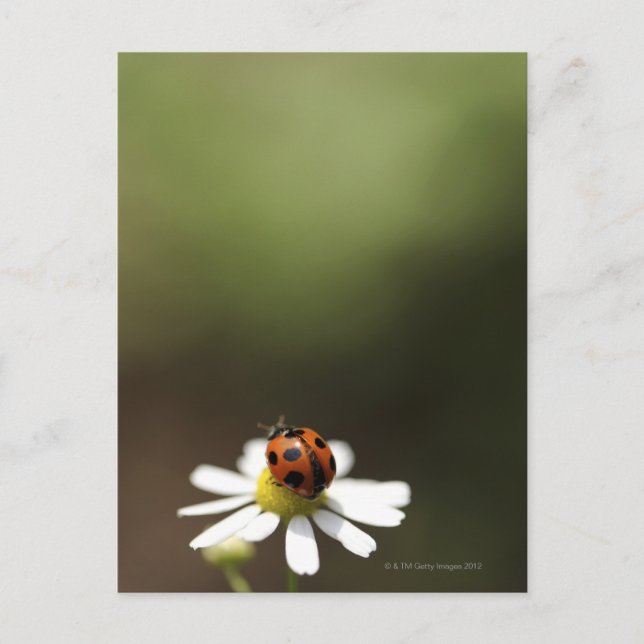 Carte Postale Ladybird sur la Fleur Chamomile (Devant)