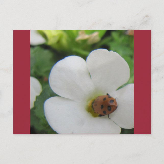 Carte Postale Ladybug (Devant)