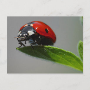 Carte postale Ladybug