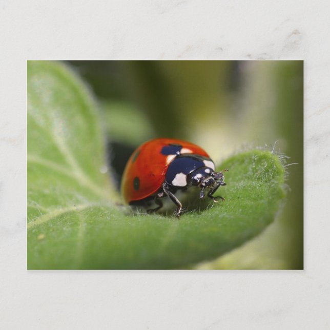 Carte Postale Ladybug (Devant)