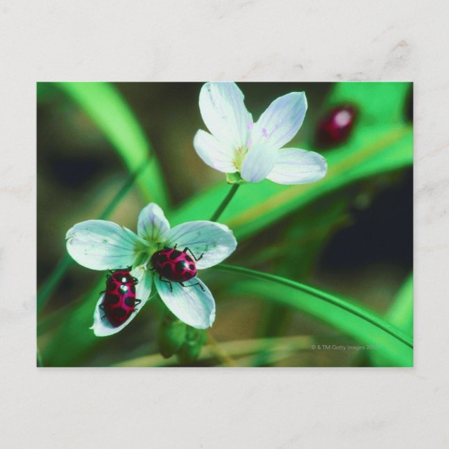 Carte Postale Ladybug (Devant)