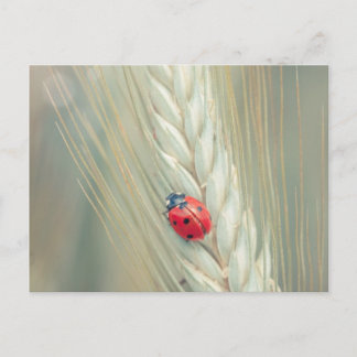 Carte Postale Ladybug