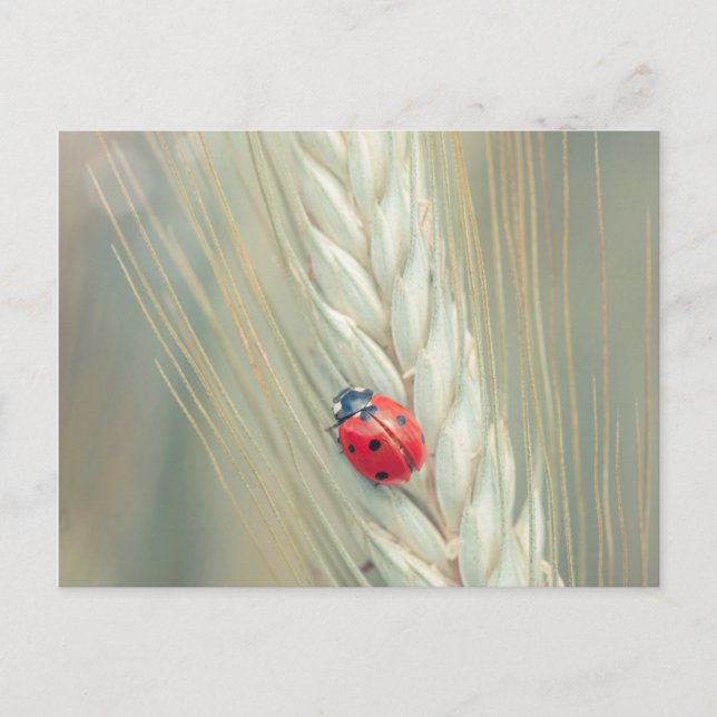 Carte Postale Ladybug (Devant)