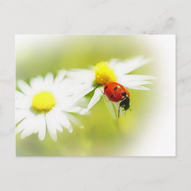 Carte Postale Ladybug (Devant)