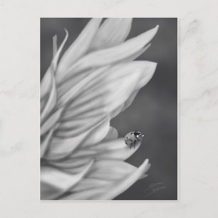 Carte Postale Ladybug