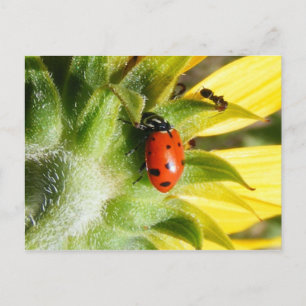 Carte Postale Ladybug & Ant