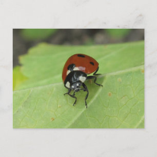 Carte postale Ladybug conviviale