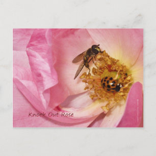 Carte Postale Ladybug et Fly on a Knock Out Rose