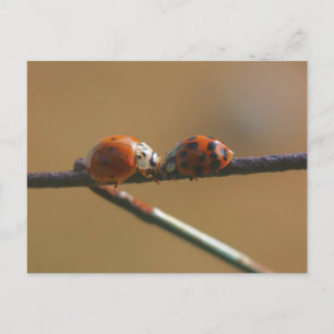 Carte Postale Ladybug Friends Nature Photocard