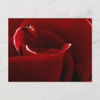 Carte postale Ladybug Love