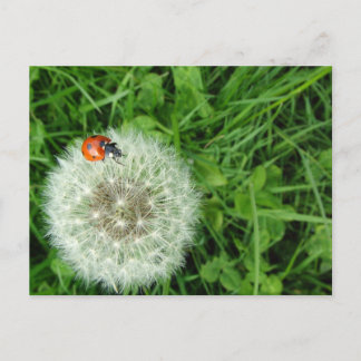 Carte Postale Ladybug on Dandelion