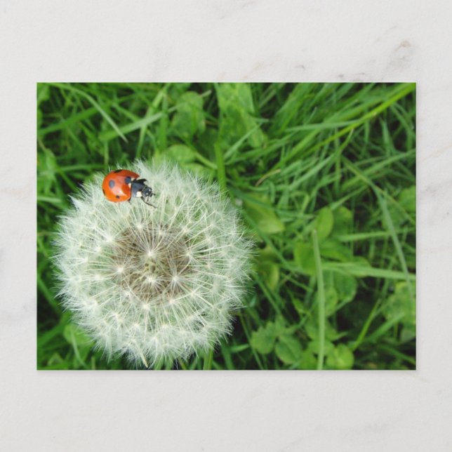 Carte Postale Ladybug on Dandelion (Devant)