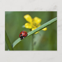 Ladybug on Grass close