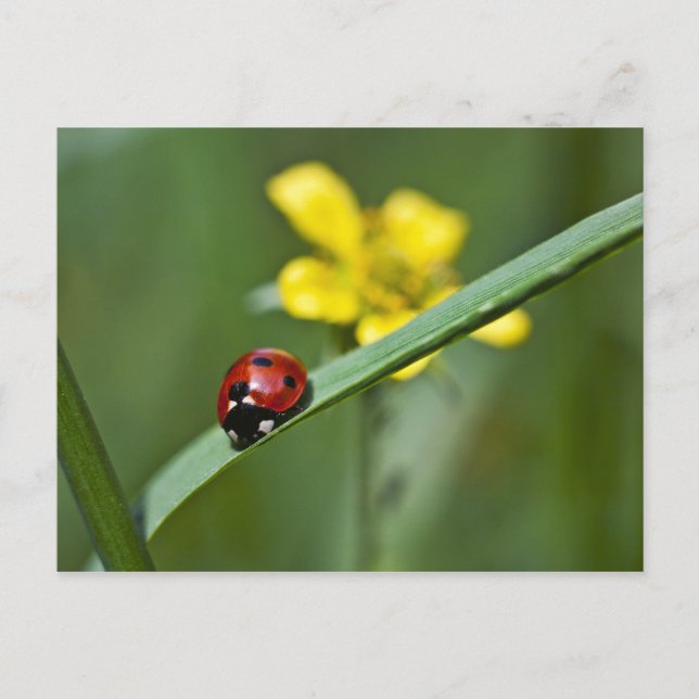 Carte Postale Ladybug on Grass close (Devant)