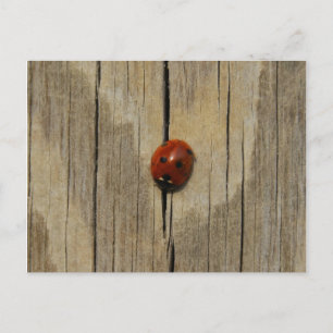 Carte Postale Ladybug sur bois