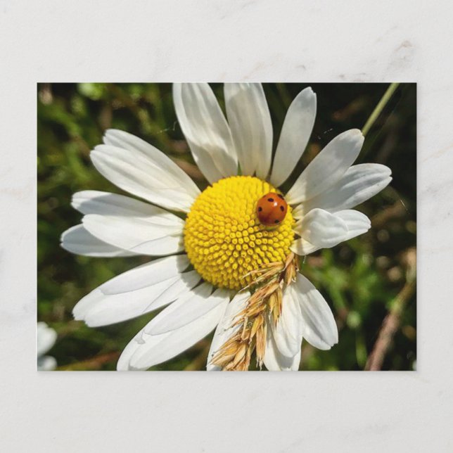 Carte Postale Ladybug sur Daisy (Devant)