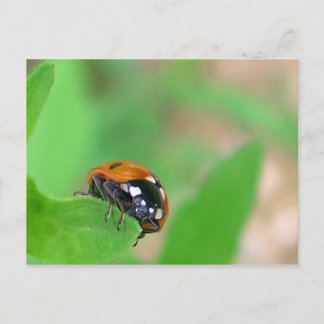 Carte Postale Ladybug sur le bord