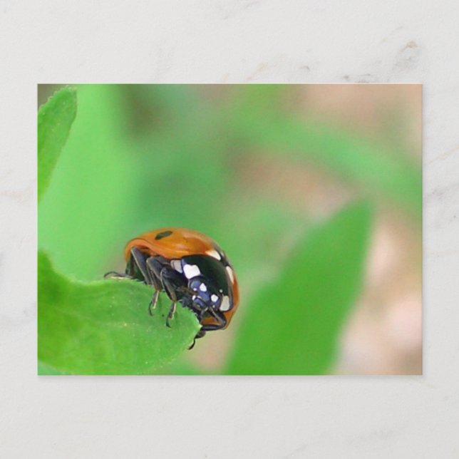 Carte Postale Ladybug sur le bord (Devant)