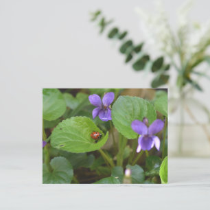 Carte Postale Ladybug sur les fleurs de violet doux