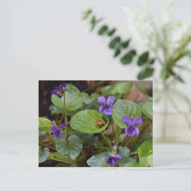Carte Postale Ladybug sur les fleurs de violet doux (Debout devant)