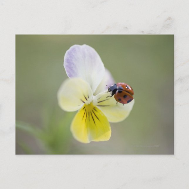 Carte Postale Ladybug sur Pansy | Biei, Hokkaido, Japon (Devant)