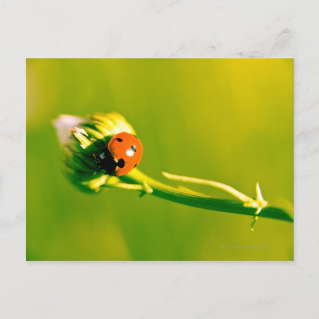 Carte Postale Ladybug sur sprig (Devant)
