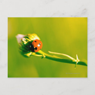 Carte Postale Ladybug sur sprig