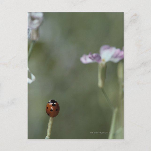Carte Postale Ladybug sur Stem (Devant)