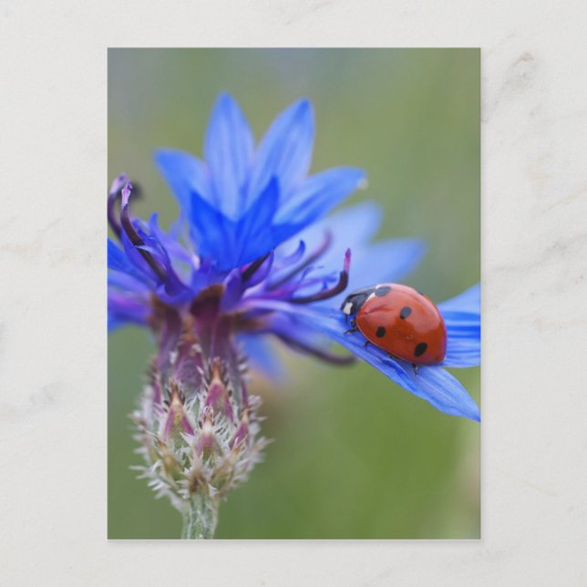 Carte Postale Ladybug sur une fleur de maïs bleue (Devant)