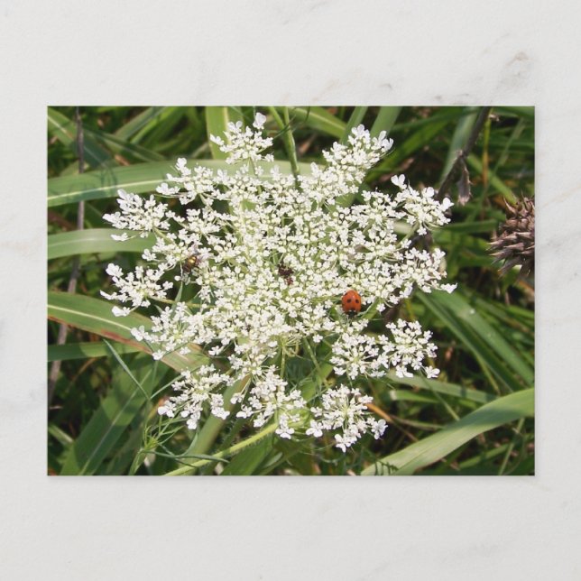 Carte Postale Ladybug sur Yarrow (Devant)