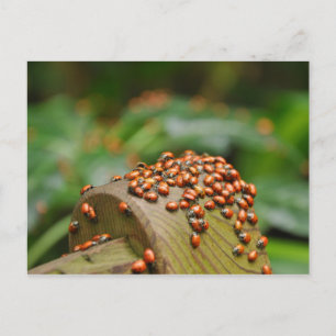 Carte Postale Ladybugs