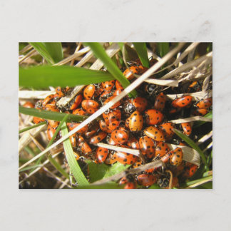 Carte Postale Ladybugs (Coccinellidae)