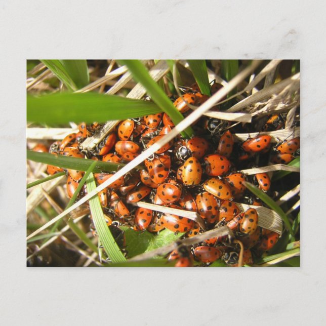 Carte Postale Ladybugs (Coccinellidae) (Devant)