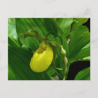 Carte Postale Ladyslipper jaune
