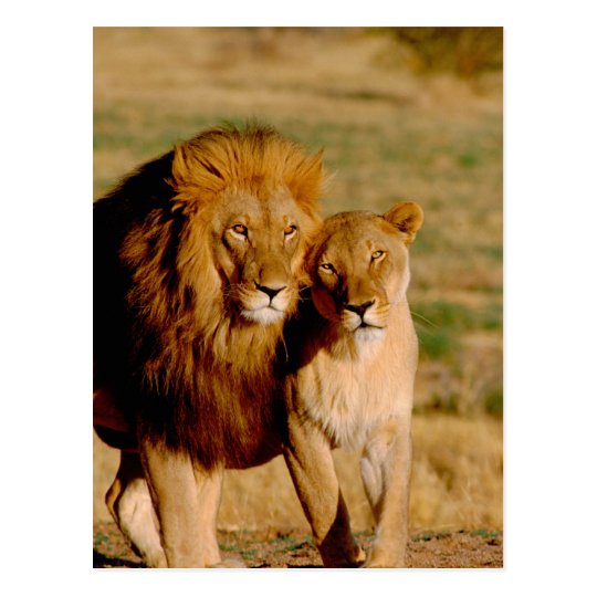 Carte Postale L Afrique Namibie Okonjima Lion Et Lionne Zazzle Fr